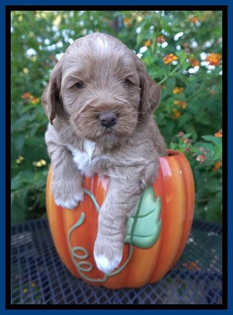 Laynie Benz pups 4 wks old 31