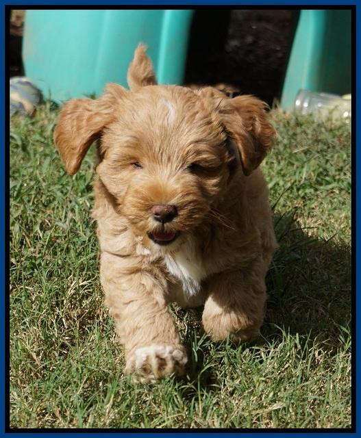 Laynie Benz pups 7 wks old 41