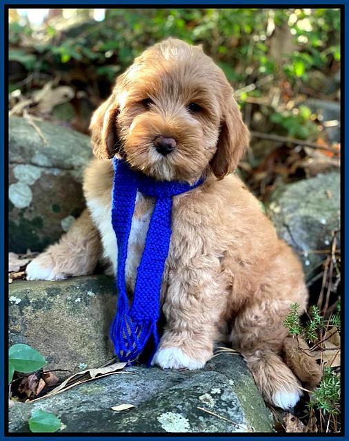 Laynie Benz pups 8 wks old 192