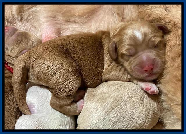 Laynie Benz pups Newborn 11