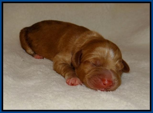 Laynie Benz pups Newborn 1112