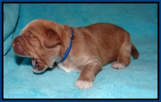 Laynie and Benz pups 1 wk old 31