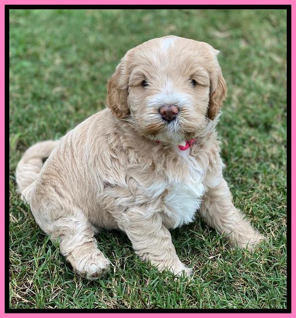 Laynie Benx pups 5 wks old 91