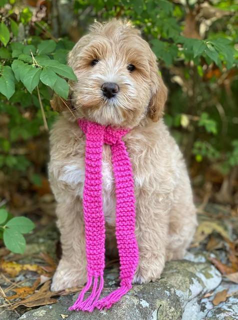 Laynie Benz 8 pups 8 wks old 32000