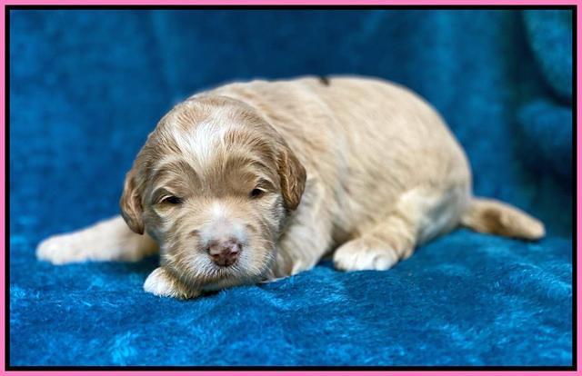 Laynie Benz pups 2 wks old 91