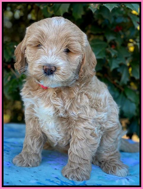 Laynie Benz pups 6 wks old 51