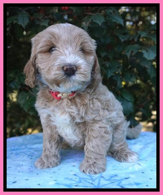 Laynie Benz pups 6 wks old 71