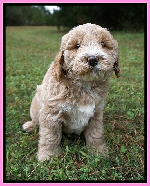 Laynie Benz pups 7 wks old 101