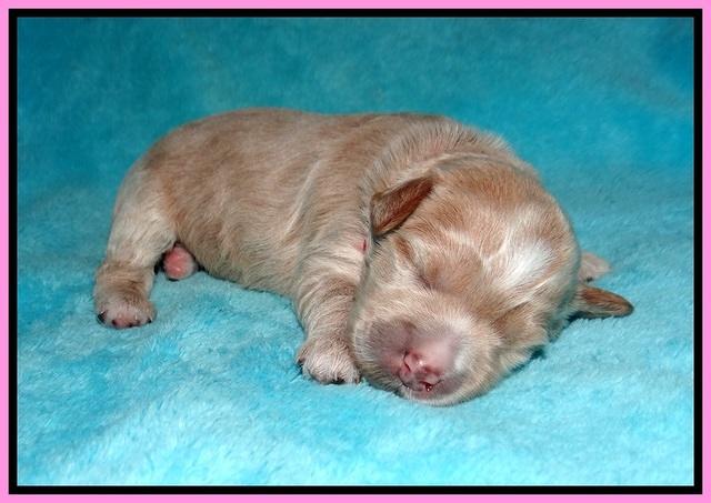 Laynie and Benz pups 1 wk old 61