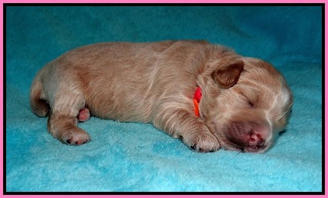 Laynie and Benz pups 1 wk old 71