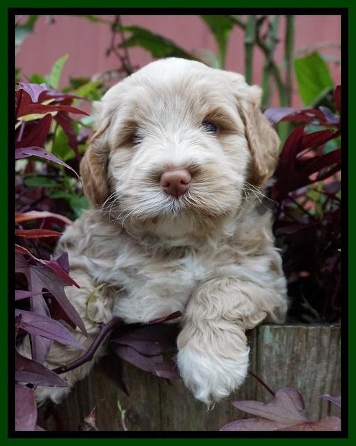 Laynie Benx pups 5 wks old 101