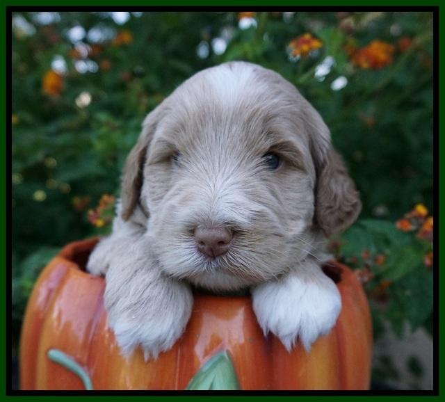 Laynie Benz pups 4 wks old 91