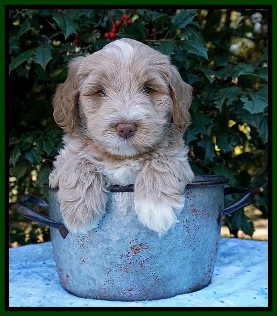 Laynie Benz pups 6 wks old 91