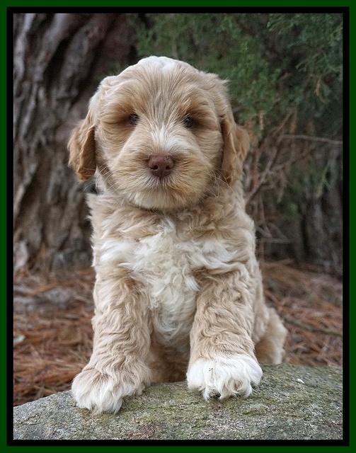 Laynie Benz pups 7 wks old 151