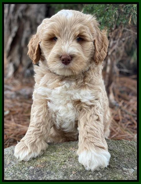 Laynie Benz pups 7 wks old 161