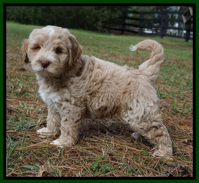 Laynie Benz pups 7 wks old 171