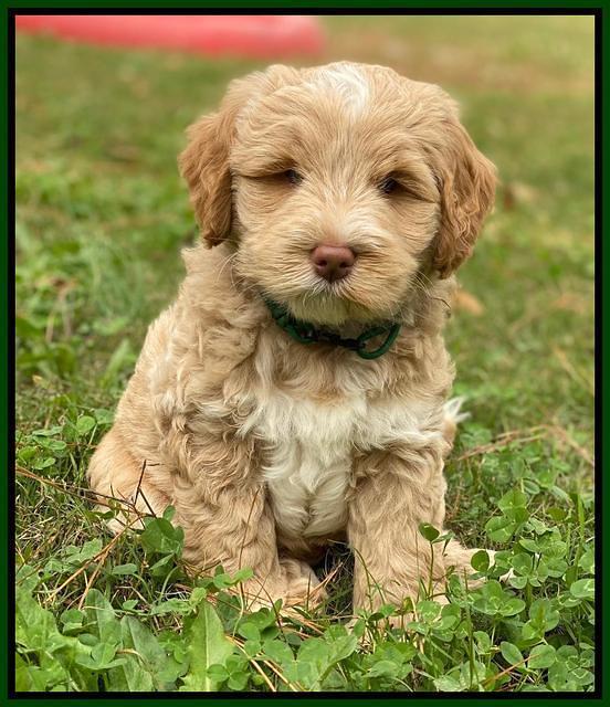 Laynie Benz pups 7 wks old 201
