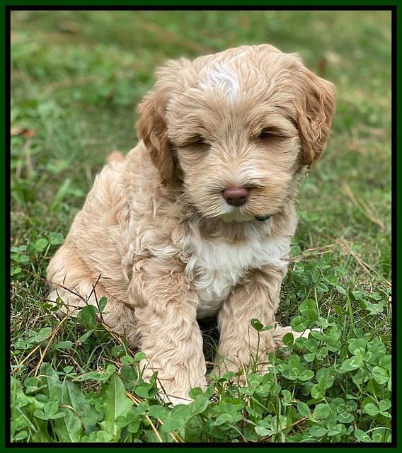 Laynie Benz pups 7 wks old 211