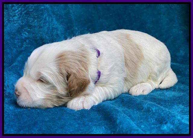 Laynie Benz pups 2 wks old 131
