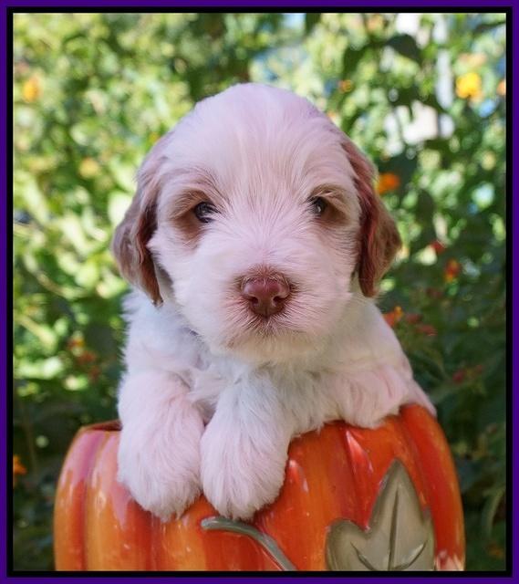 Laynie Benz pups 4 wks old 121