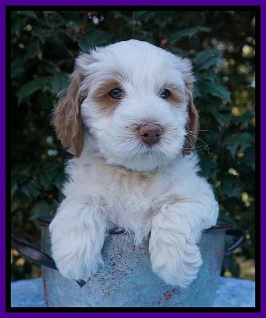 Laynie Benz pups 6 wks old 111