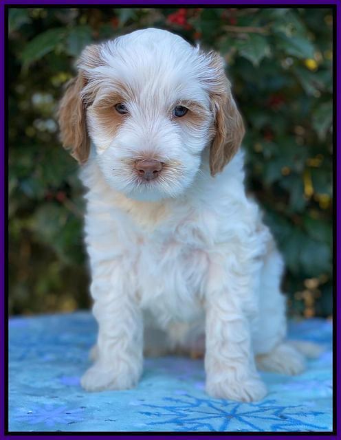 Laynie Benz pups 6 wks old 121