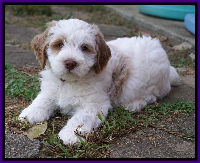 Laynie Benz pups 7 wks old 251