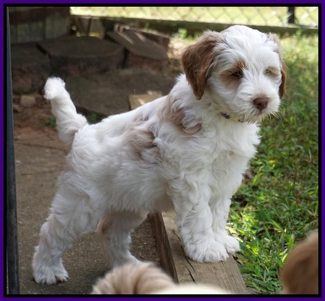 Laynie Benz pups 7 wks old 281