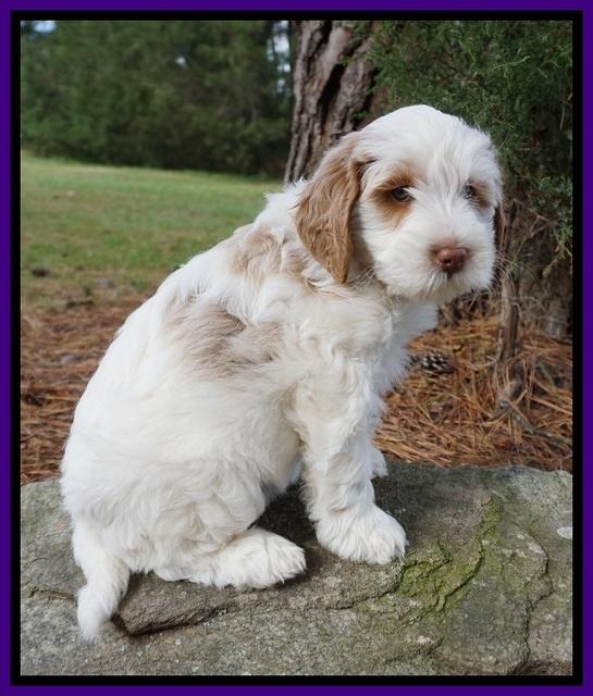 Laynie Benz pups 7 wks old 291