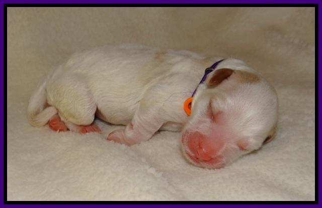 Laynie Benz pups Newborn 7112