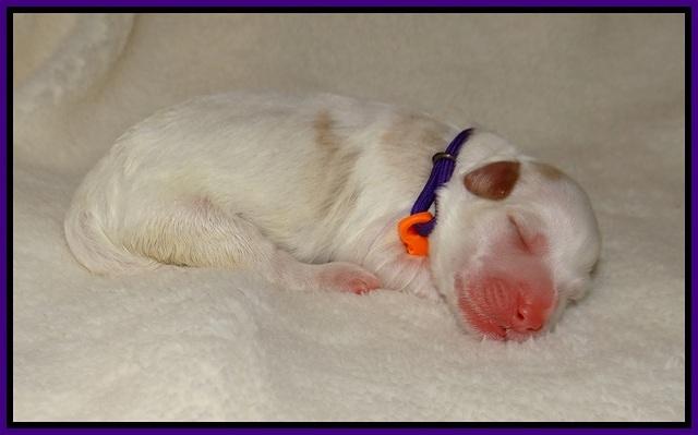 Laynie Benz pups Newborn 8112