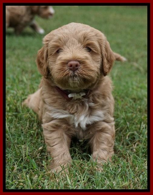 Laynie Benx pups 5 wks old 191