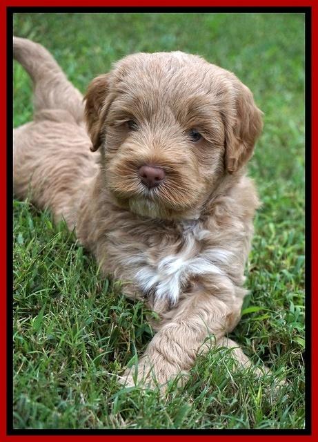Laynie Benx pups 5 wks old 211
