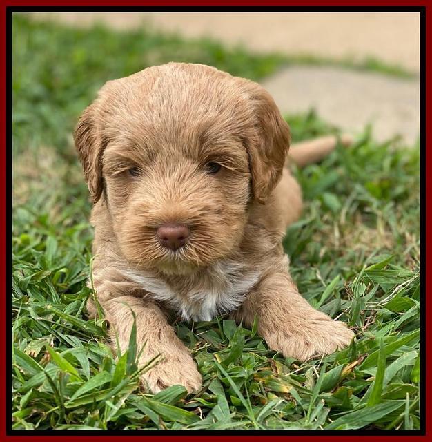 Laynie Benx pups 5 wks old 221