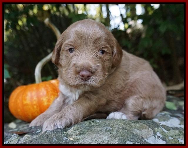 Laynie Benz pups 3 wks old 141