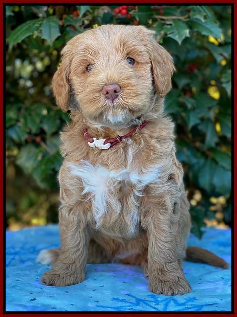 Laynie Benz pups 6 wks old 171