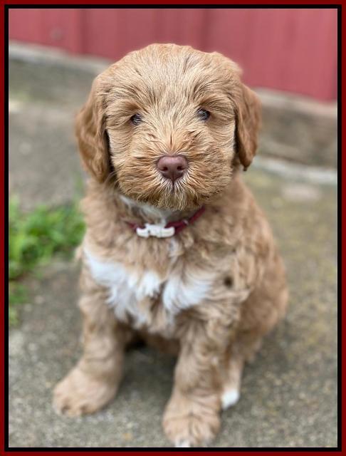 Laynie Benz pups 7 wks old 341