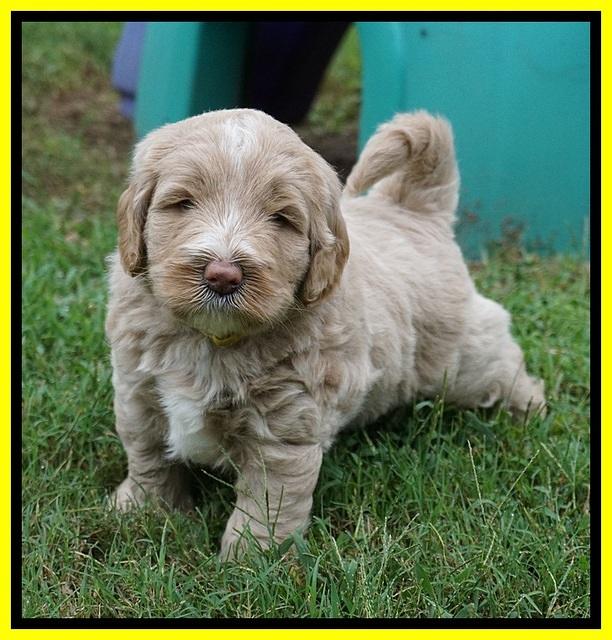 Laynie Benx pups 5 wks old 231