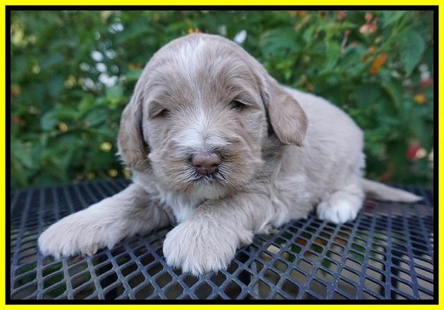 Laynie Benz pups 4 wks old 161
