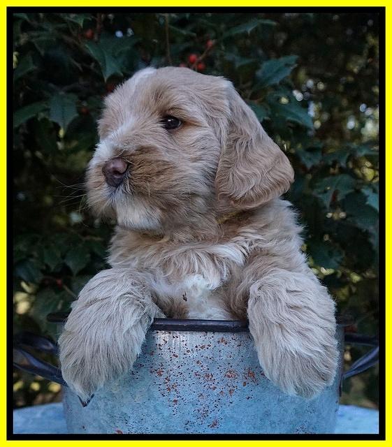 Laynie Benz pups 6 wks old 231