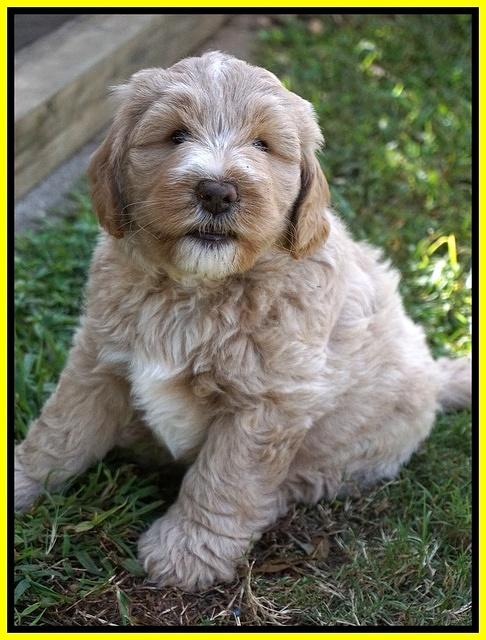 Laynie Benz pups 7 wks old 371