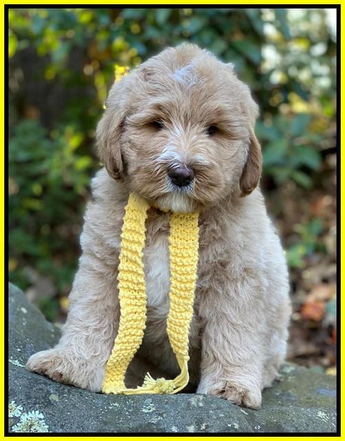 Laynie Benz pups 8 wks old 51