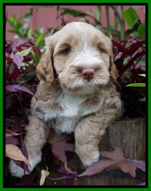 Laynie Benx pups 5 wks old 281