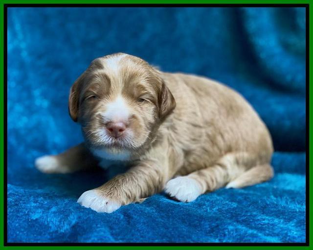 Laynie Benz pups 2 wks old 191