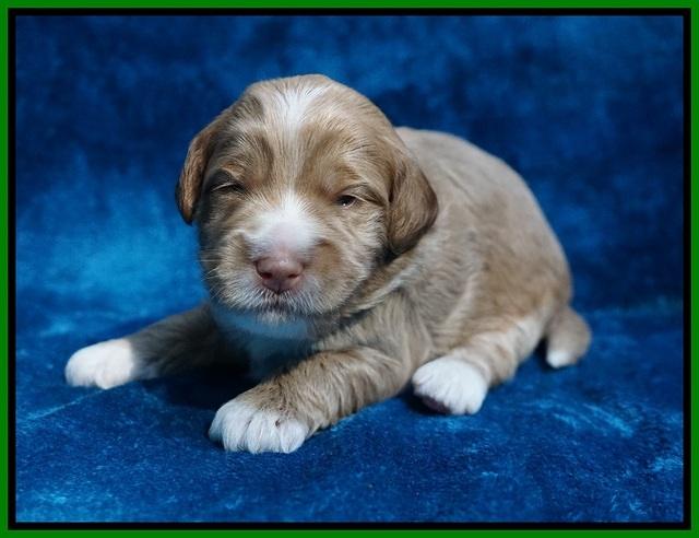 Laynie Benz pups 2 wks old 211