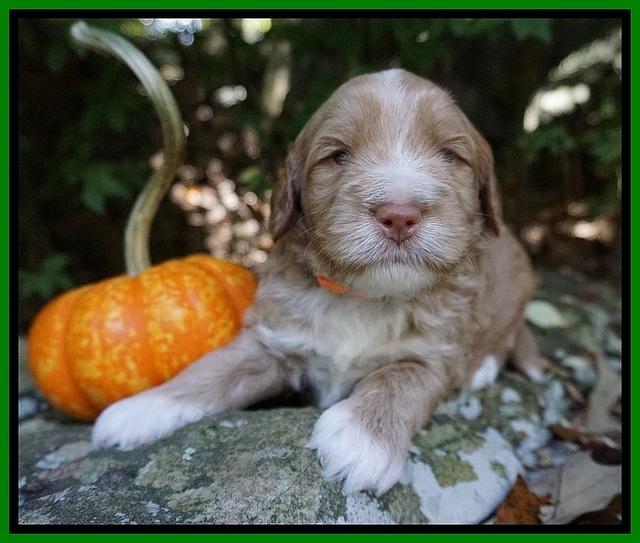 Laynie Benz pups 3 wks old 201