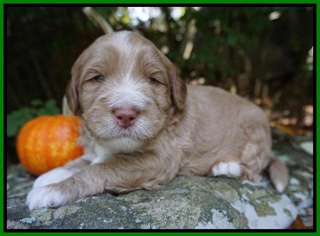 Laynie Benz pups 3 wks old 231