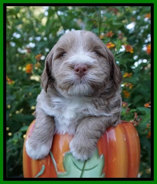 Laynie Benz pups 4 wks old 191