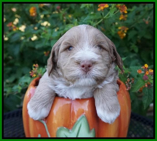 Laynie Benz pups 4 wks old 201