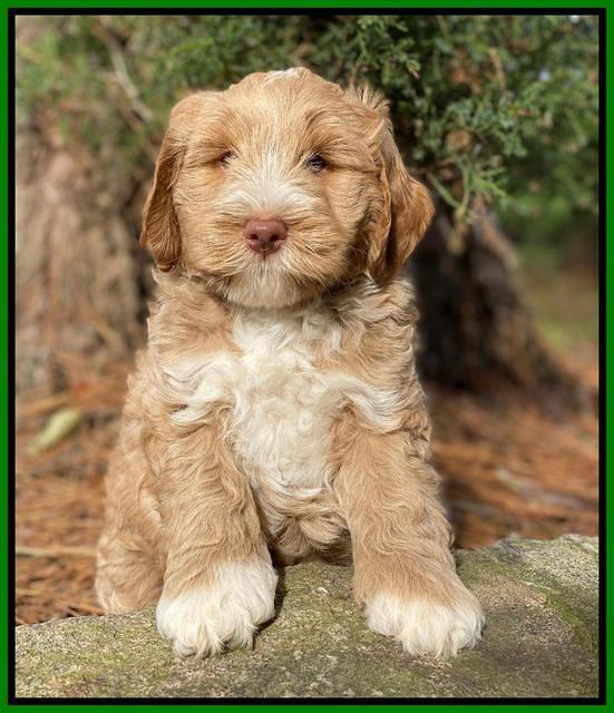 Laynie Benz pups 7 wks old 411